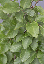 Lade das Bild in den Galerie-Viewer, Rotbuche (Fagus sylvatica) - HSBaum