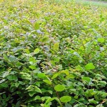 Lade das Bild in den Galerie-Viewer, Hainbuche, Weißbuche (Carpinus betulus) - HSBaum
