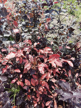 Lade das Bild in den Galerie-Viewer, Blutbuche ( Fagus sylvatica Purpurea )