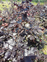 Lade das Bild in den Galerie-Viewer, Blutbuche ( Fagus sylvatica Purpurea )