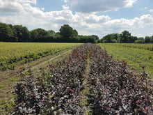 Lade das Bild in den Galerie-Viewer, Blutbuche ( Fagus sylvatica Purpurea )