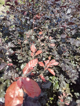 Lade das Bild in den Galerie-Viewer, Blutbuche ( Fagus sylvatica Purpurea )
