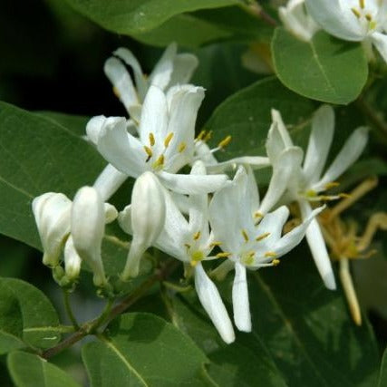 Heckenkirsche (Lonicera xylosteum) online kaufen bei HS Baum