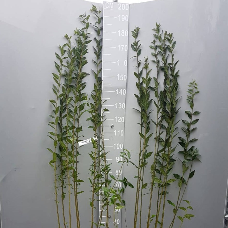 liguster 'atrovirens' kaufen Wild privet 