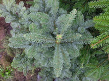 Lade das Bild in den Galerie-Viewer, Pazifische Edeltanne, Nobilis-Tanne (Abies procera - nobilis) - HSBaum