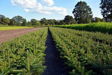 Lade das Bild in den Galerie-Viewer, Nordmanntanne (Abies nordmanniana) - HSBaum