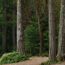 Lade das Bild in den Galerie-Viewer, Douglasie | Pseudotsuga menz. virid. - HSBaum