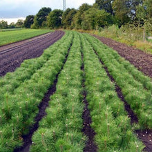 Lade das Bild in den Galerie-Viewer, Kiefer/Föhre (Pinus sylvestris) - HSBaum
