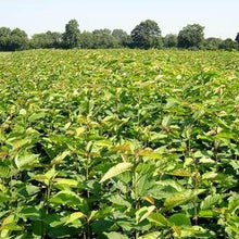 Lade das Bild in den Galerie-Viewer, Vogelkirsche (Prunus avium) - HSBaum