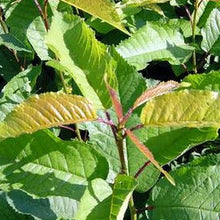 Load image into Gallery viewer, Vogelkirsche (Prunus avium) Quickpot - HSBaum