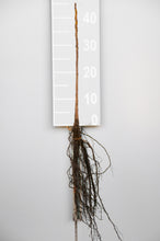 Lade das Bild in den Galerie-Viewer, Juglans nigra - HSBaum