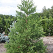 Lade das Bild in den Galerie-Viewer, Kalifornischer Berg- Mammutbaum (Sequoiadendron giganteum) Topf/Container - HSBaum
