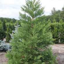 Lade das Bild in den Galerie-Viewer, Kalifornischer Berg- Mammutbaum (Sequoiadendron giganteum) Topf/Container - HSBaum
