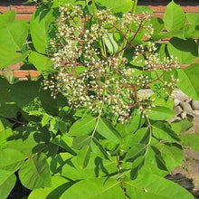 Lade das Bild in den Galerie-Viewer, Bienenbaum (Euodia hupehensis) - HSBaum
