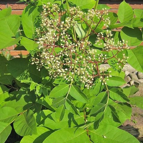 Bienenbaum (Euodia hupehensis) - HSBaum
