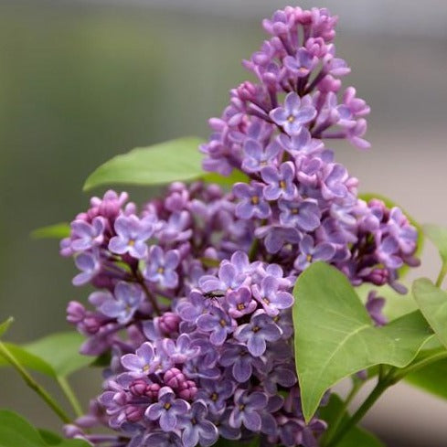 Flieder-Veredlungsunterlage Syringa vulgaris Topf- bzw Containerpflanzen - HSBaum