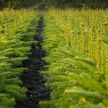 Lade das Bild in den Galerie-Viewer, Nordmanntanne (Abies nordmanniana) - HSBaum
