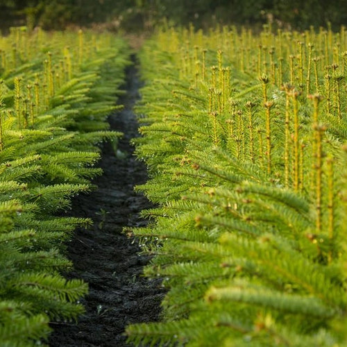 Nordmanntanne (Abies nordmanniana) - HSBaum