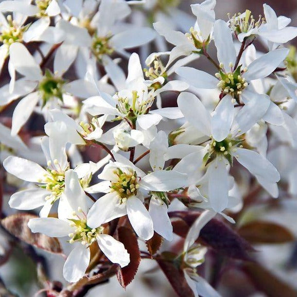 Gemeine Felsenbirne (Amelanchier rotundifolia) - HSBaum