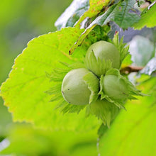 Lade das Bild in den Galerie-Viewer, Haselnuss (Corylus avellana) - HSBaum
