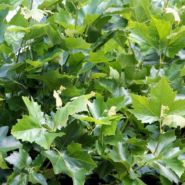 Platane (Platanus acerifolia) - HSBaum
