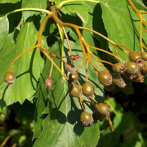 Elsbeere (Sorbus torminalis) - HSBaum