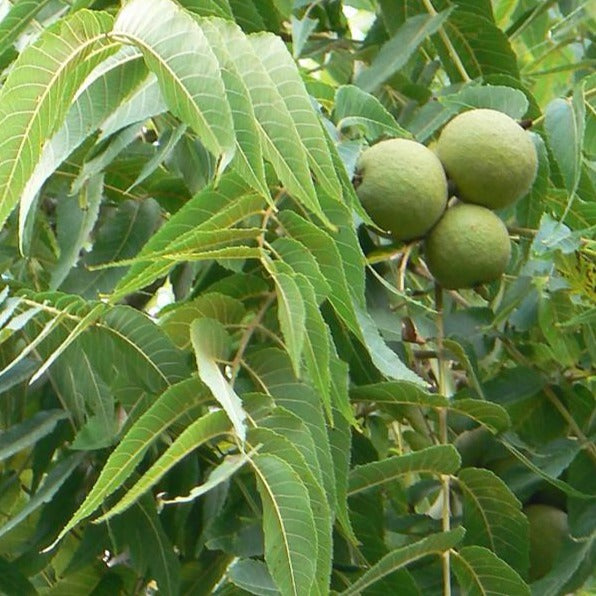 Juglans nigra - HSBaum