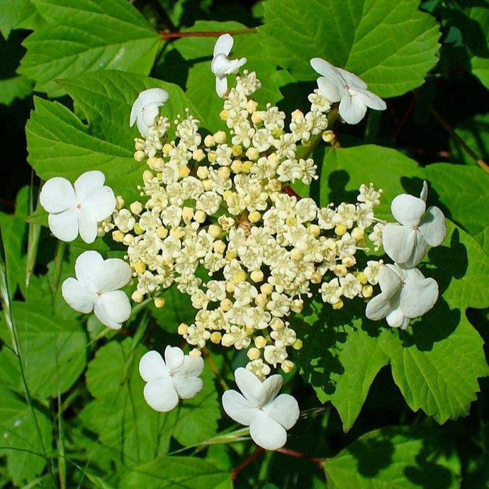 Gemeiner Schneeball (Viburnum opulus) - HSBaum