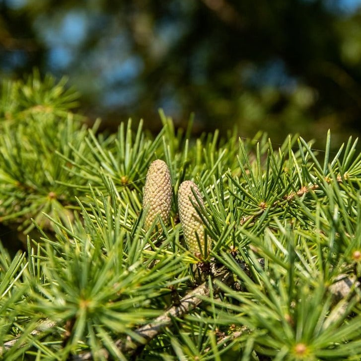 Himalayazeder (Cedrus deodara) Topf- bzw. Containerpflanze