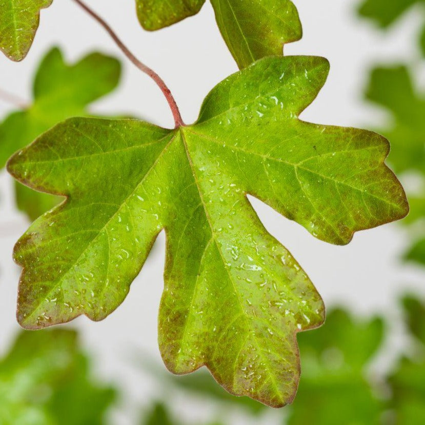 Feldahorn (Acer campestre) - HSBaum