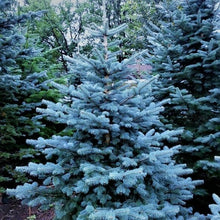 Load image into Gallery viewer, Korktanne (Abies lasiocarpa arizonica) - HSBaum
