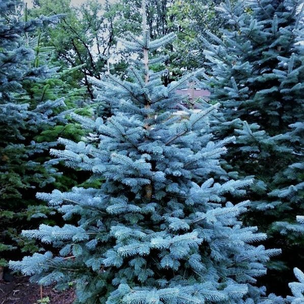 Korktanne (Abies lasiocarpa arizonica) - HSBaum