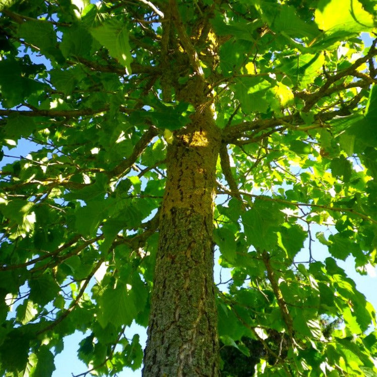 Corylus colurna, Baumhasel, türkisch Nuss - HSBaum