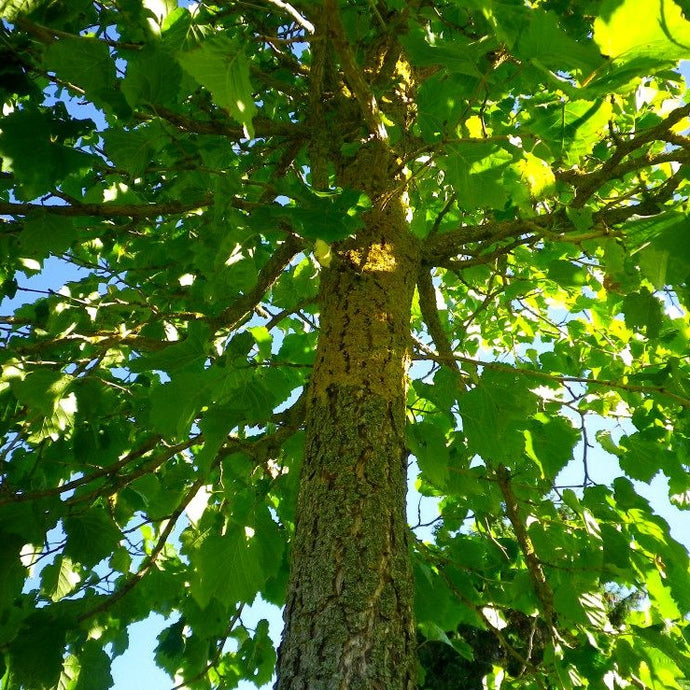 Corylus colurna, Baumhasel, türkisch Nuss Weichwandcontainer - HSBaum