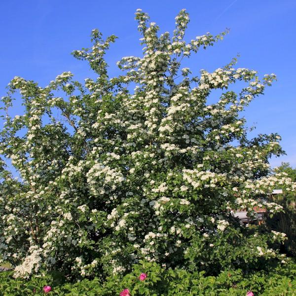 Eingriffliger Weißdorn (Crataegus monogyna) - HSBaum