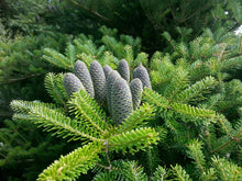 Load image into Gallery viewer, Koreatanne (Abies koreana) - HSBaum
