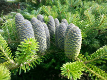 Load image into Gallery viewer, Koreatanne (Abies koreana) - HSBaum
