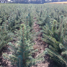 Lade das Bild in den Galerie-Viewer, Blaufichte, Blautanne (Picea pungens glauca) - HSBaum
