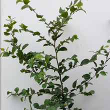 Load image into Gallery viewer, Hainbuche, Weißbuche (Carpinus betulus) Container/Topf - HSBaum
