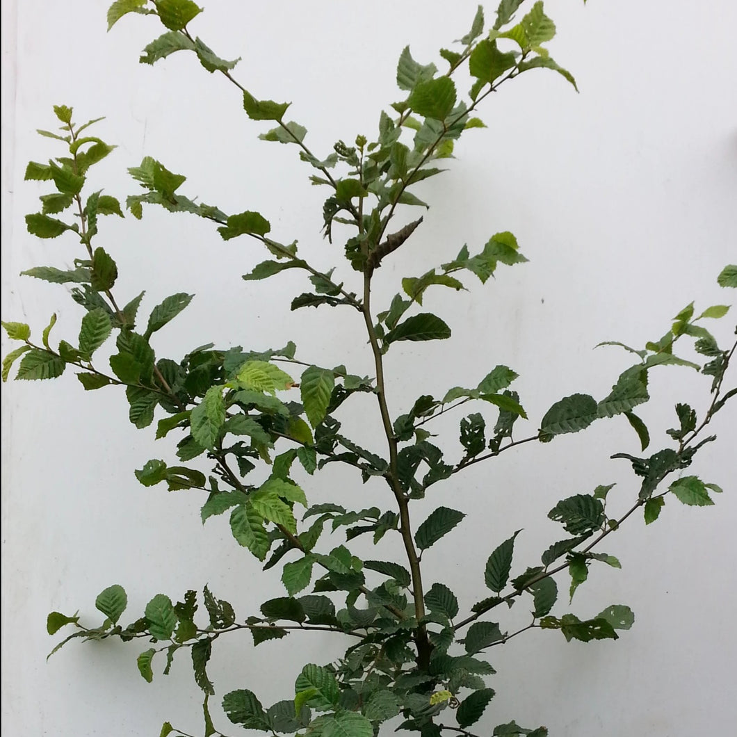 Hainbuche, Weißbuche (Carpinus betulus) Container/Topf - HSBaum