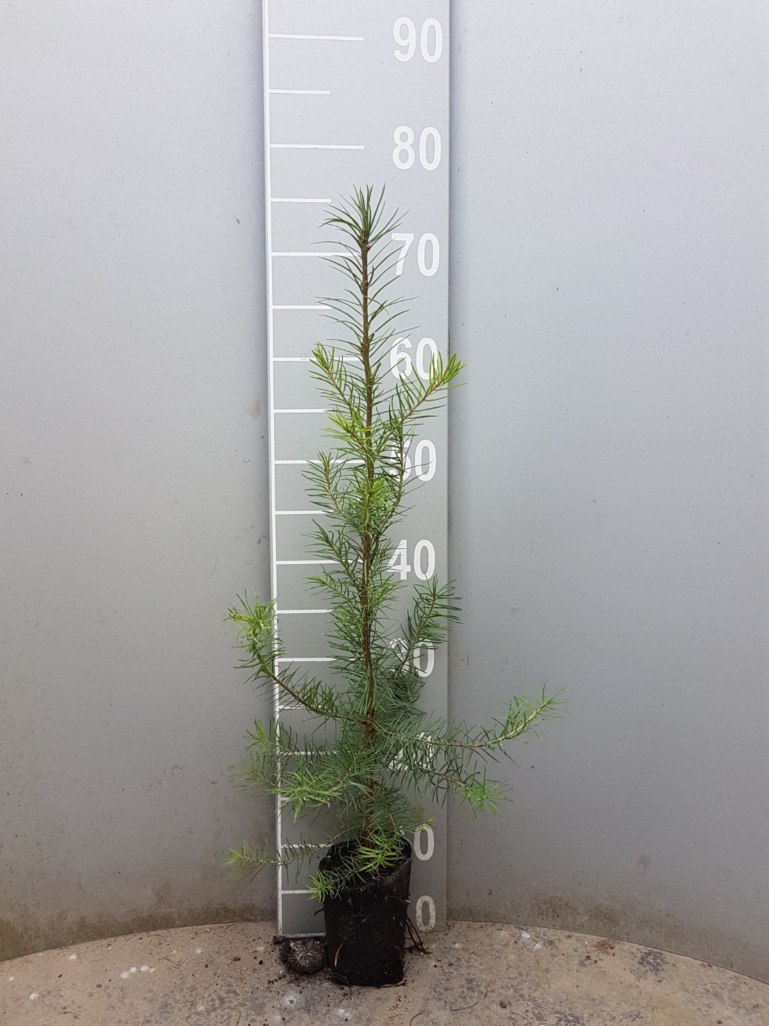 Douglasie (Pseudotsuga menziesii viridis) Quickpot online kaufen bei HS  Baum