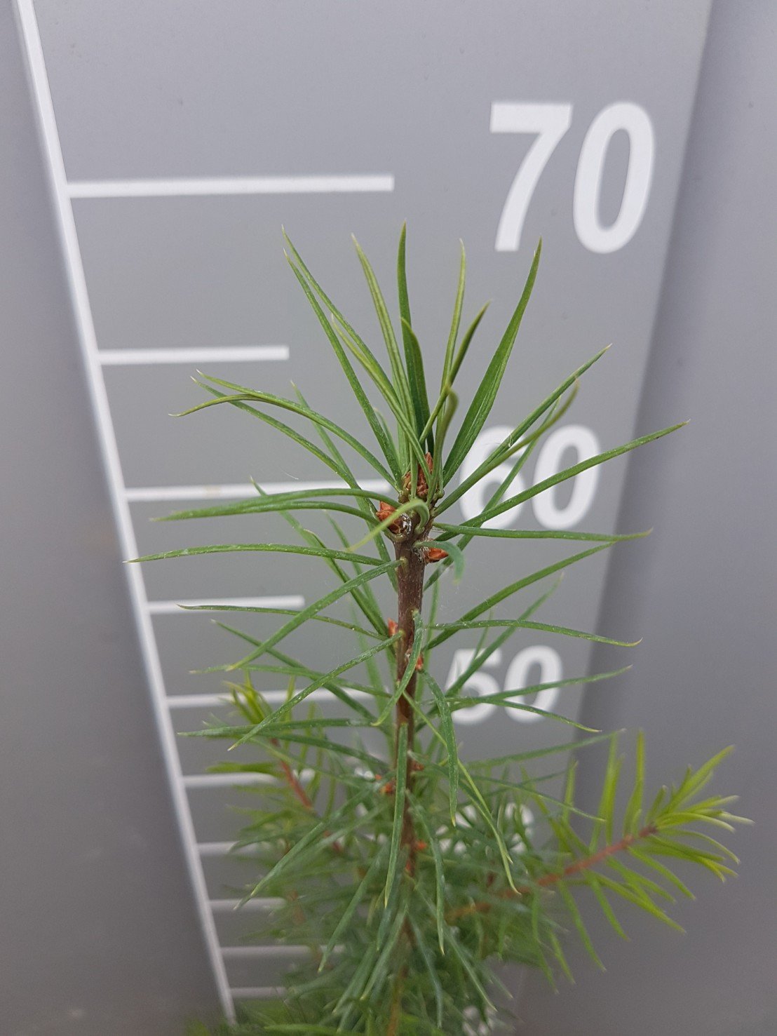 Douglasie (Pseudotsuga menziesii viridis) Quickpot online kaufen bei HS  Baum