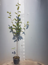 Lade das Bild in den Galerie-Viewer, Schwedische Mehlbeere (Sorbus intermedia) Topf/Container - HSBaum
