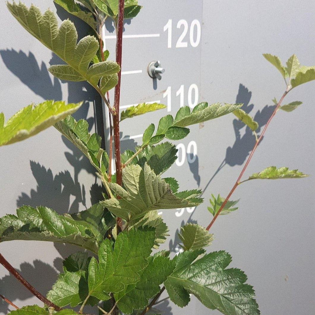 Schwedische Mehlbeere (Sorbus intermedia) - HSBaum GmbH