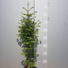 Load image into Gallery viewer, Urweltmammutbaum Metasequoia glyptostroboides Topf/Container - HSBaum
