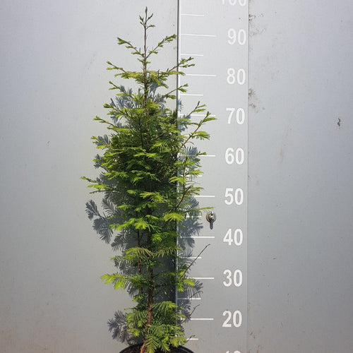 Urweltmammutbaum Metasequoia glyptostroboides Topf/Container - HSBaum