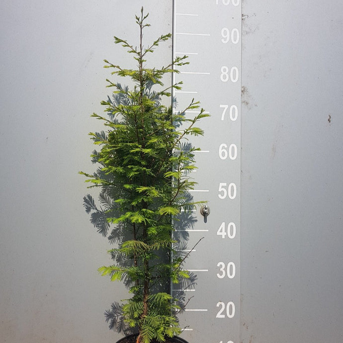 Urweltmammutbaum Metasequoia glyptostroboides Topf/Container - HSBaum