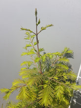 Lade das Bild in den Galerie-Viewer, Urweltmammutbaum Metasequoia glyptostroboides Topf/Container - HSBaum
