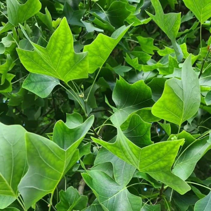 Tulpenbaum (Liriodendron tulipifera)