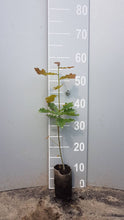 Load image into Gallery viewer, Trauben-Eiche (Quercus petraea) - HSBaum
